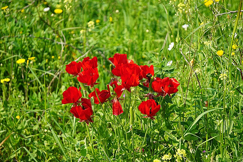 פריחת כלניות