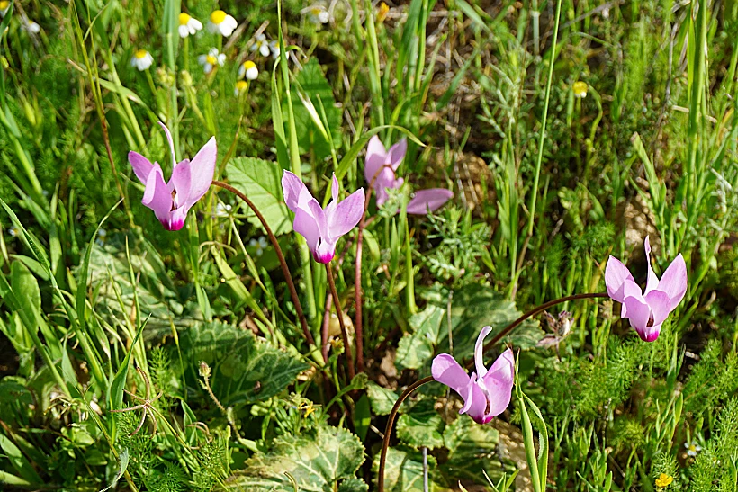 מקבצי רקפות