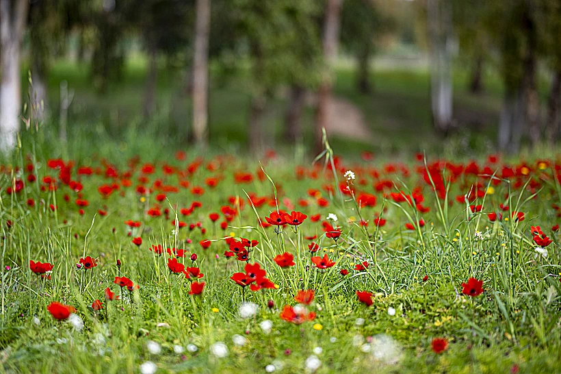 כלניות דרום אדום 2023
