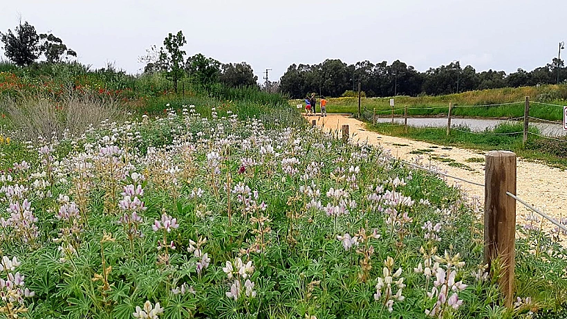 בריכת חורף לב השרון