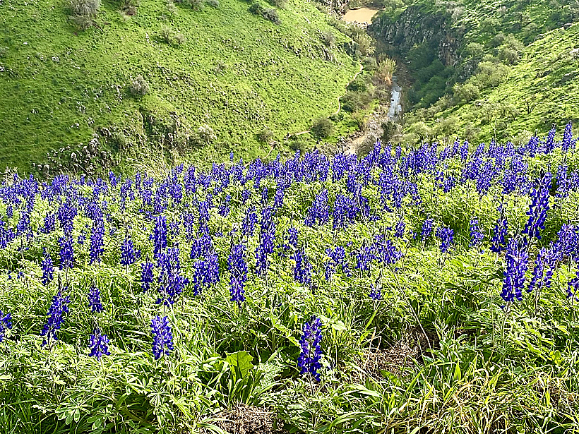 נחל תבור תורמוסים