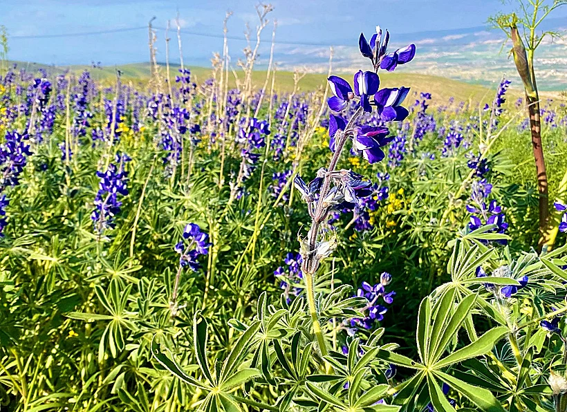 מצפה אריק - חמדת