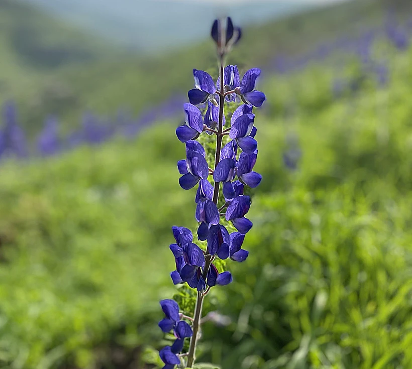 תורמוסים בנחל תבור