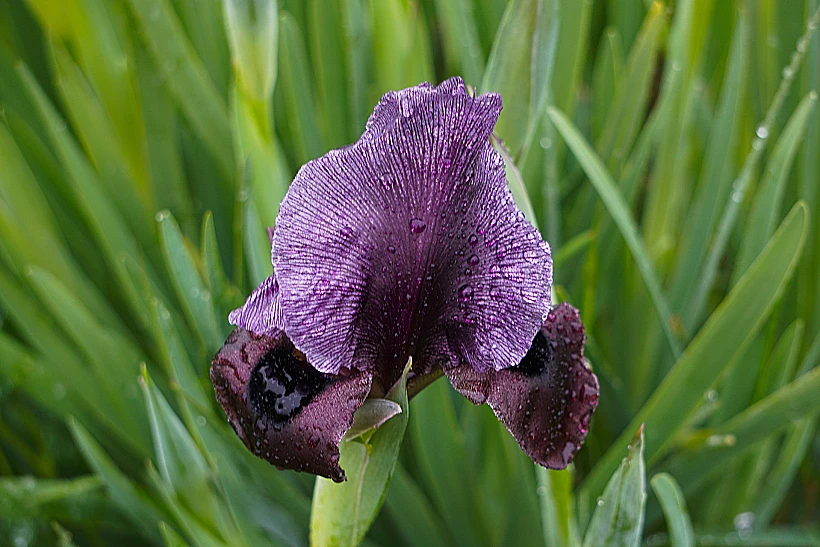 אירוס הגלבוע