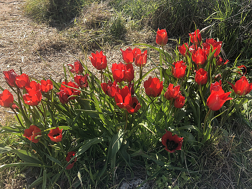 גבעת הפרחים במעגן מיכאל