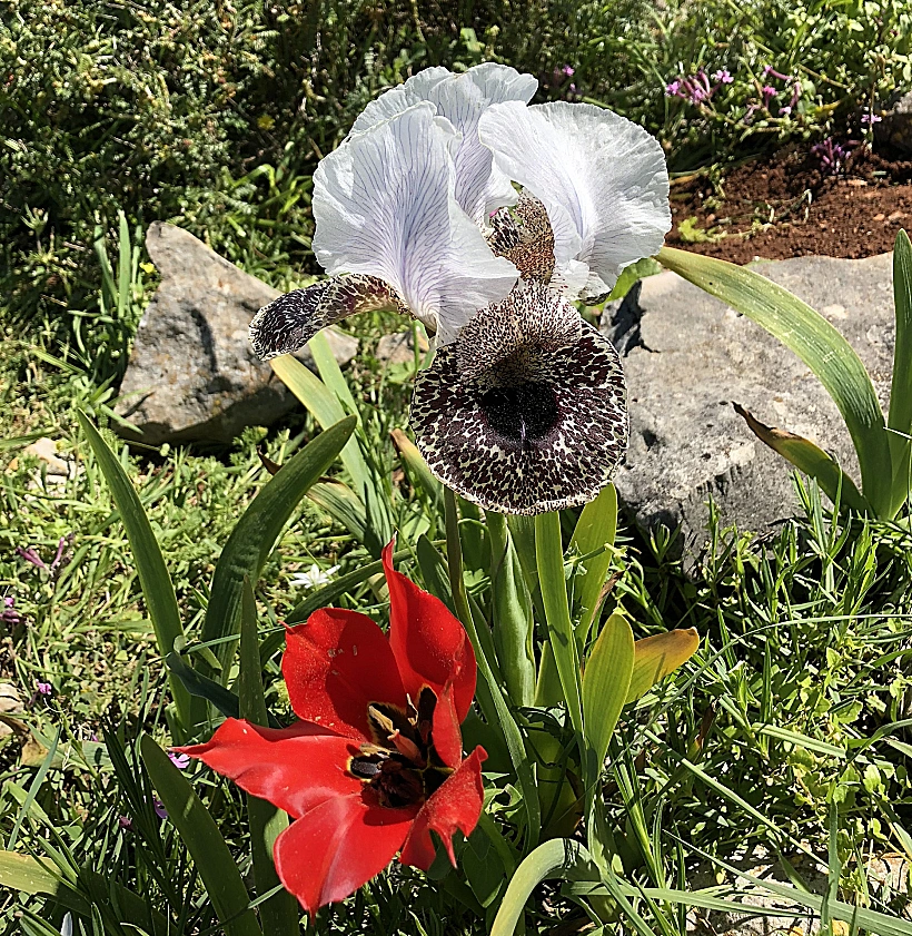 צבעוני סגור בשמורת אירוס נצרתי