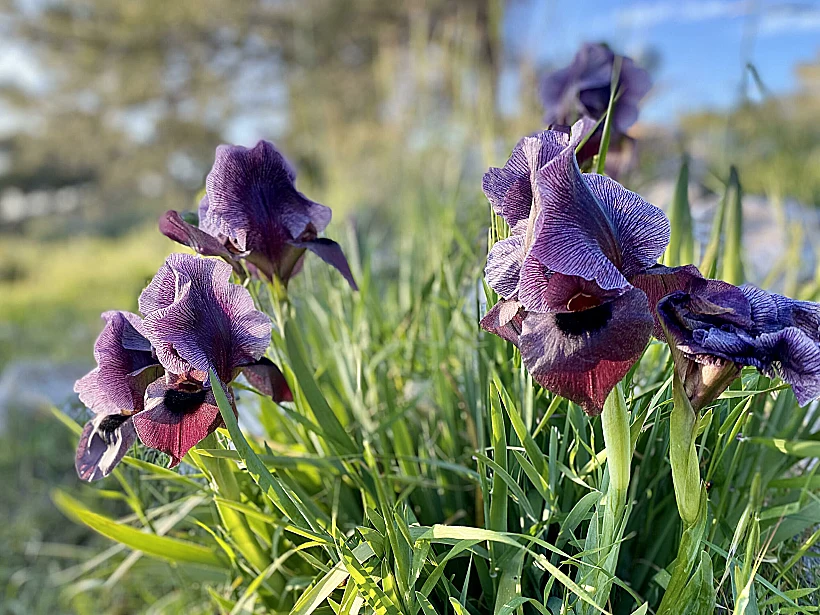 אירוס הגלבוע -