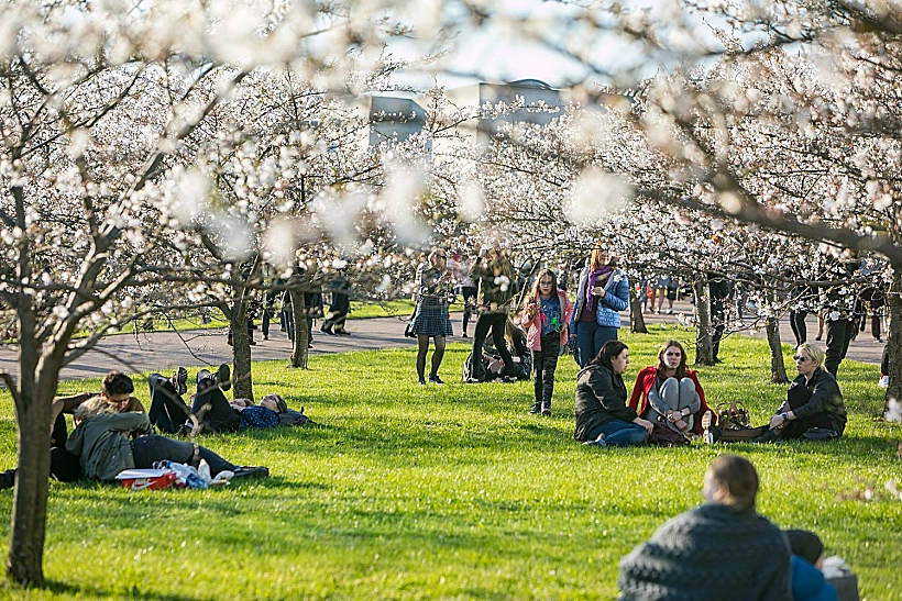 פריחת הדובדבן בוילנה