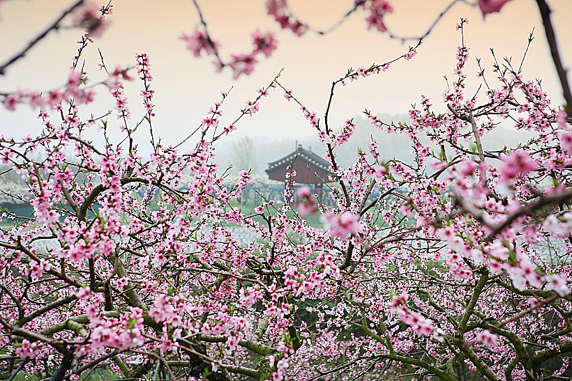 אולי נוכל לראות את פריחת הסאקורה בקוריאה באביב