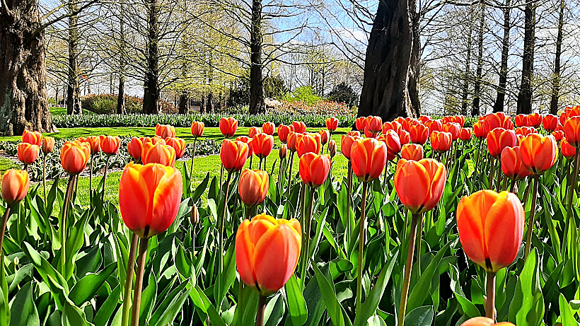 גני קוקנהוף הולנד
