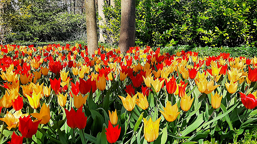 גני קוקנהוף הולנד