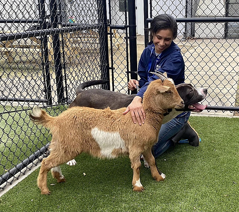 סינמון העז ופליקס הכלב