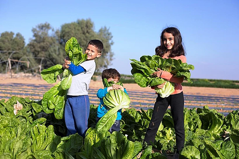 שביל הסלט -קטיף כרפס