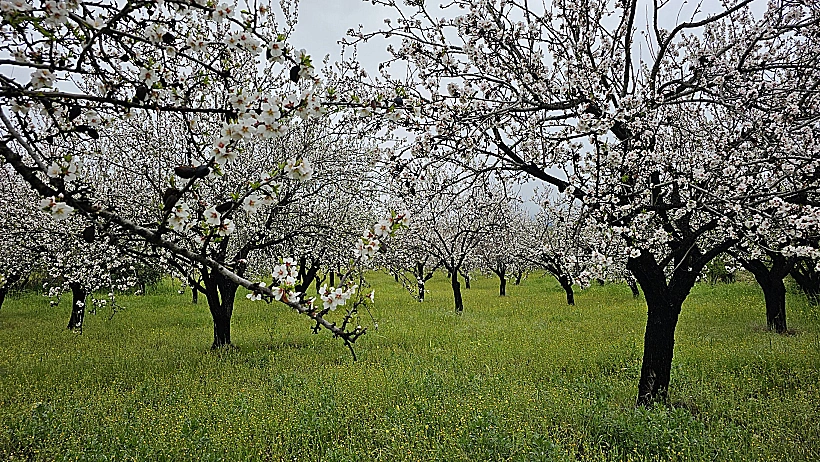 שקדיות בהרי הטרודוס