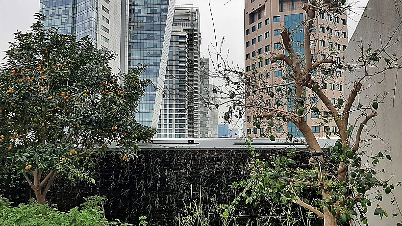 חווה חקלאית ורטיקלית - אסיף