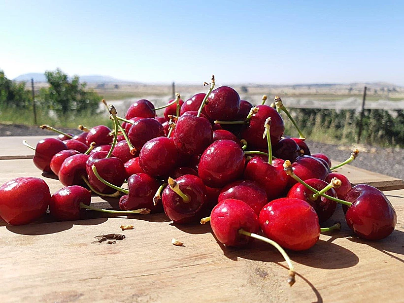 קטיף עצמי -הדובדבן שבגולן