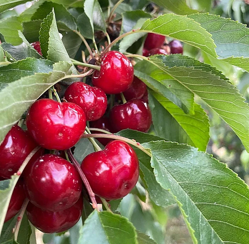 קטיף עצמי של דובדבנים