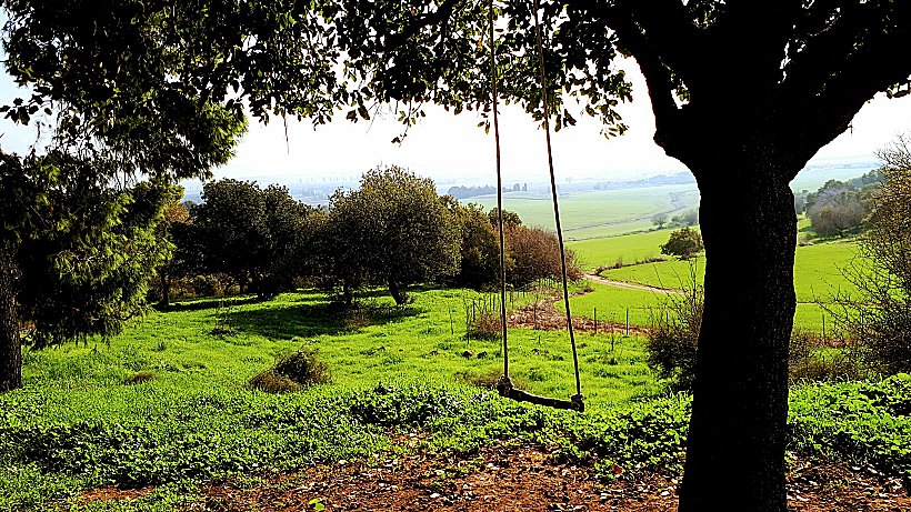 שביל אילן – האלון הגדול