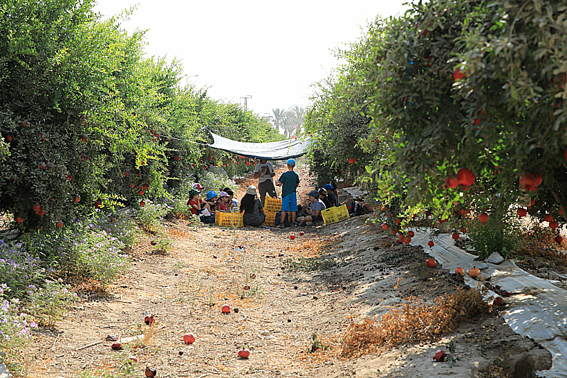פעילות רימונים בפני שדות