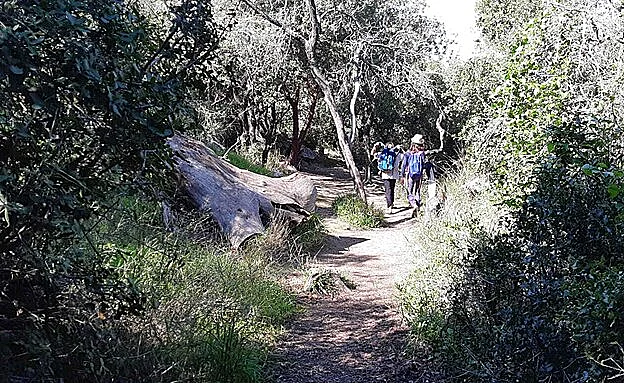 שמורת טבע המסרק