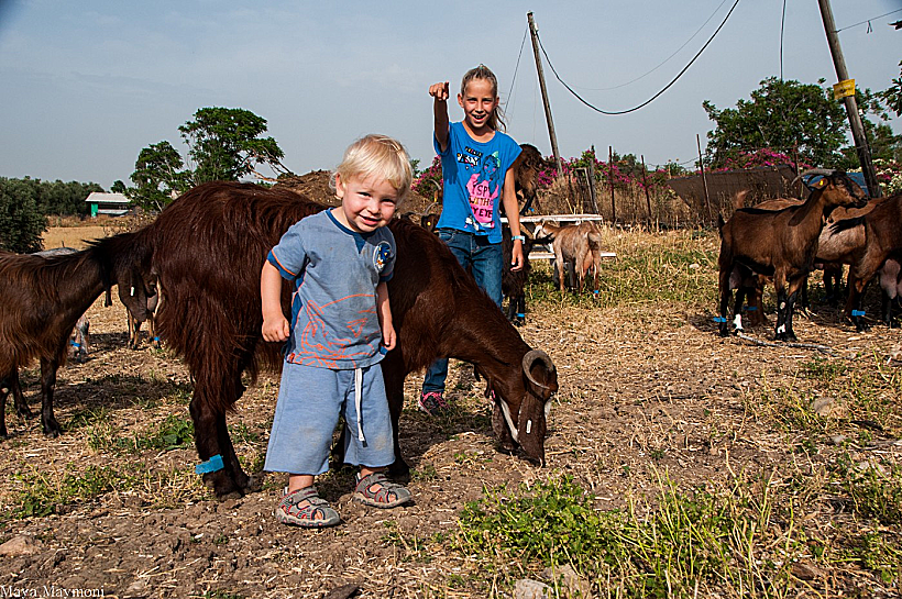 שרי ואביב עם העיזים