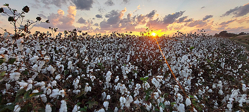 עמק חפר שדות כותנה