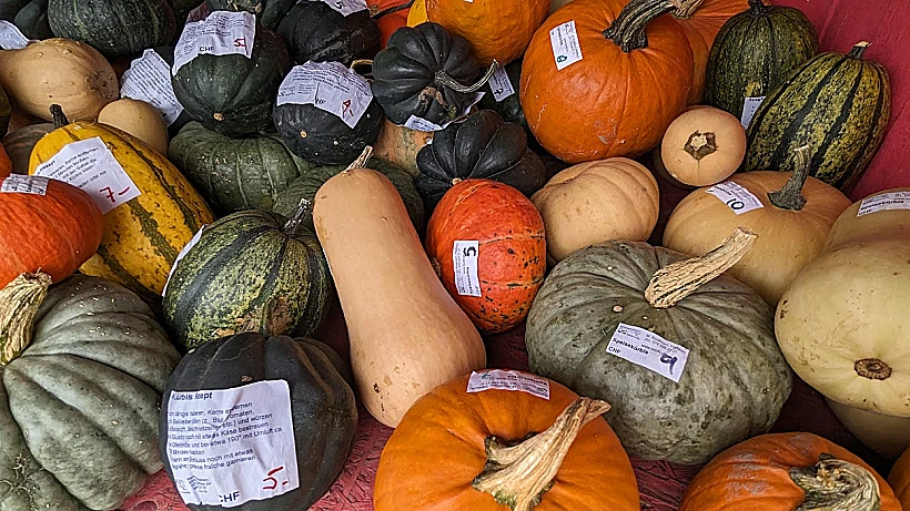 דלועים שוויצריים