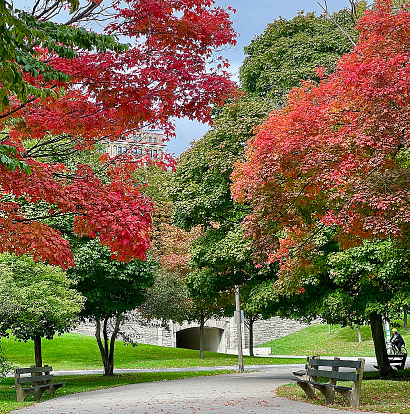 שלכת בשיקגו