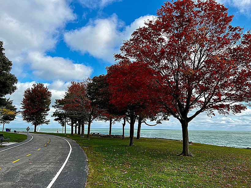 שלכת בשיקגו