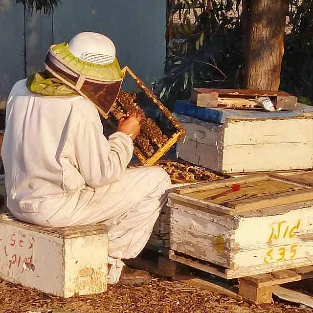 מכוורת מרדכי גולן