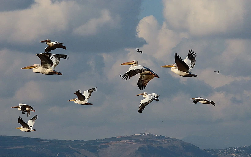 שקנאים מעל אגמון החולה - קקל