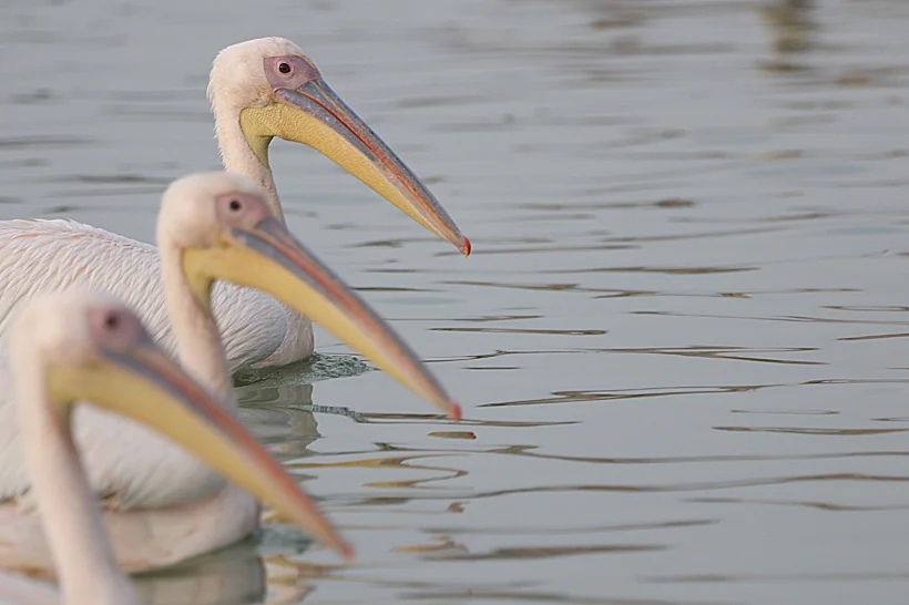 שקנאים במעגן מיכאל