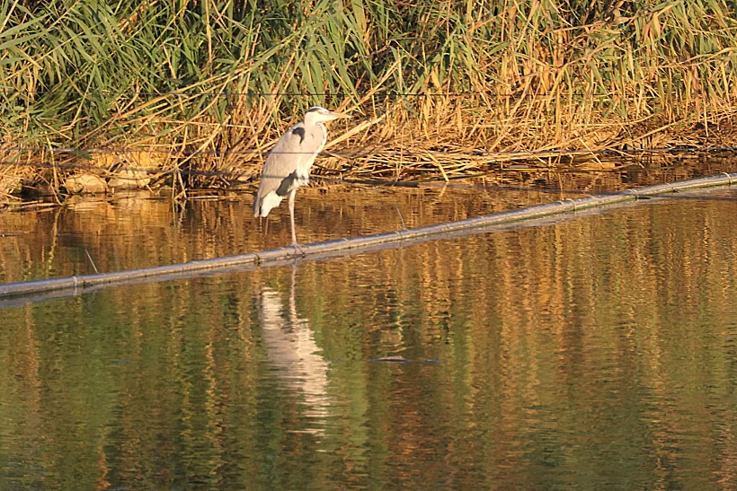 עופות מים מעגן מיכאל
