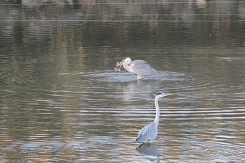 עופות מים מעגן מיכאל