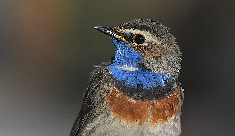 כחול חזה באילת