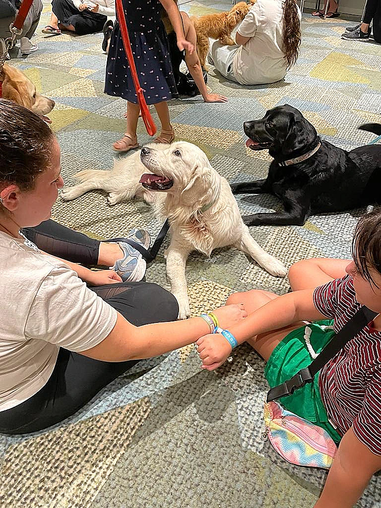 ניידת ליטוף נמרץ