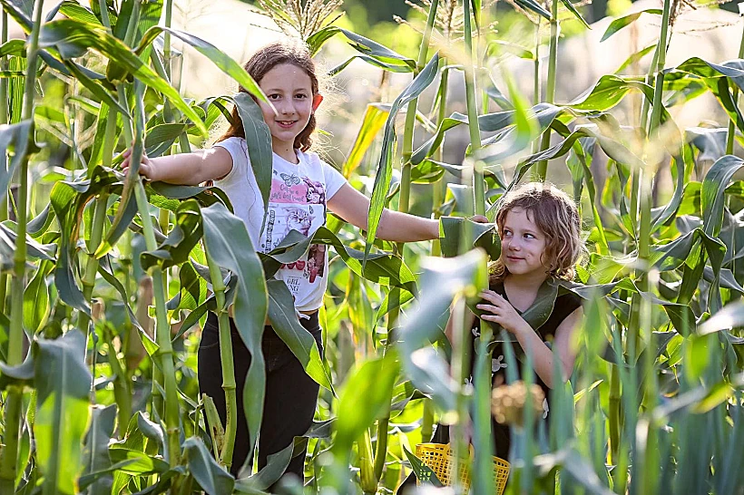 קלחים ומבוכים