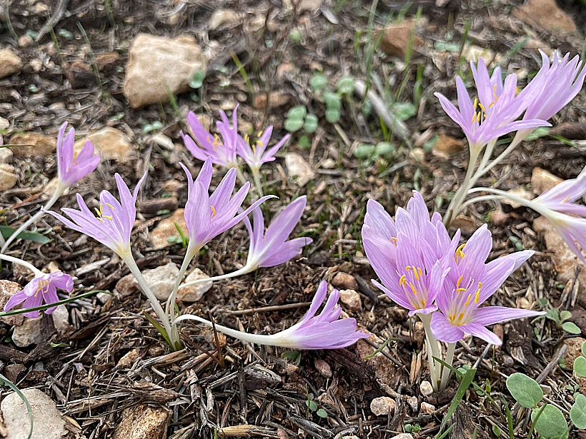 סתווניות בכרמל
