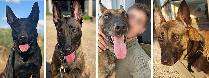 חרבות ברזל עוקץ צה"ל ארבעת הכלבים שנהרגו במהלך ההיתקלויות בשטח רצועת עזה