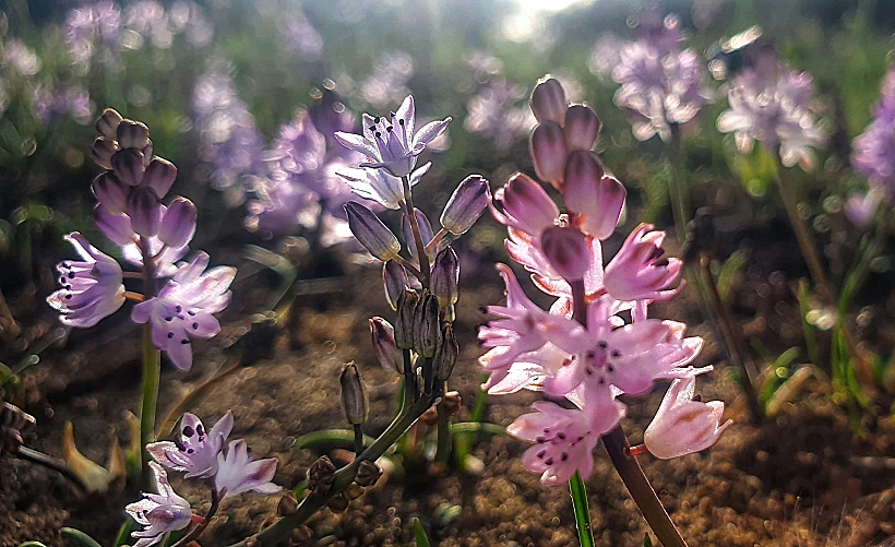 בן חצב סתווני במעגן מיכאל