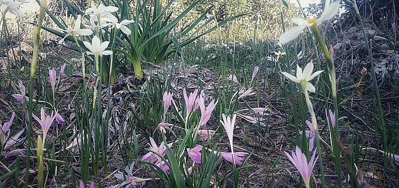 סתוונית ונרקיסים במעגן מיכאל