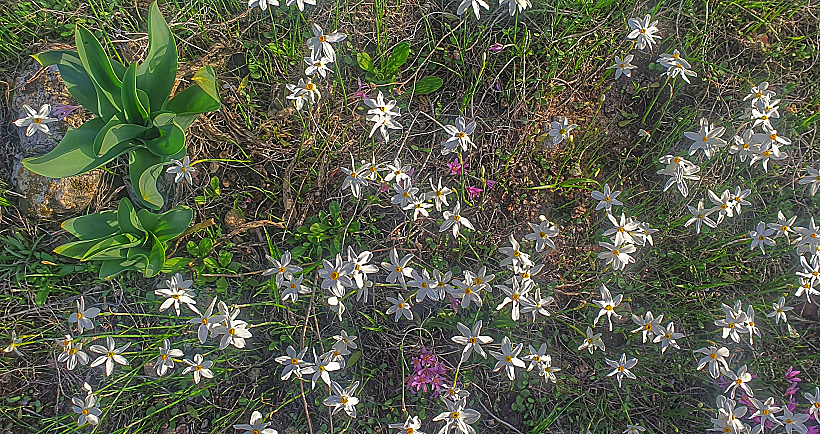 נרקיסים וסתווניות בגעת האשחרים