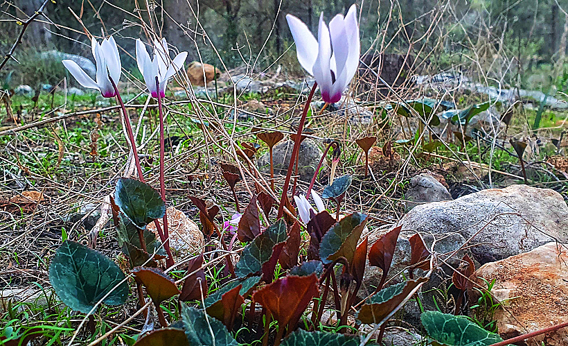 רקפות ביער ראש העין