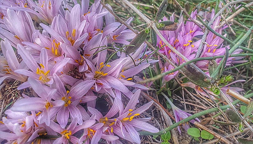 חרבת מלח אור עקיבא