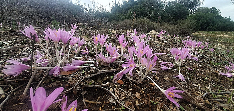סתווניות בשביל רקית