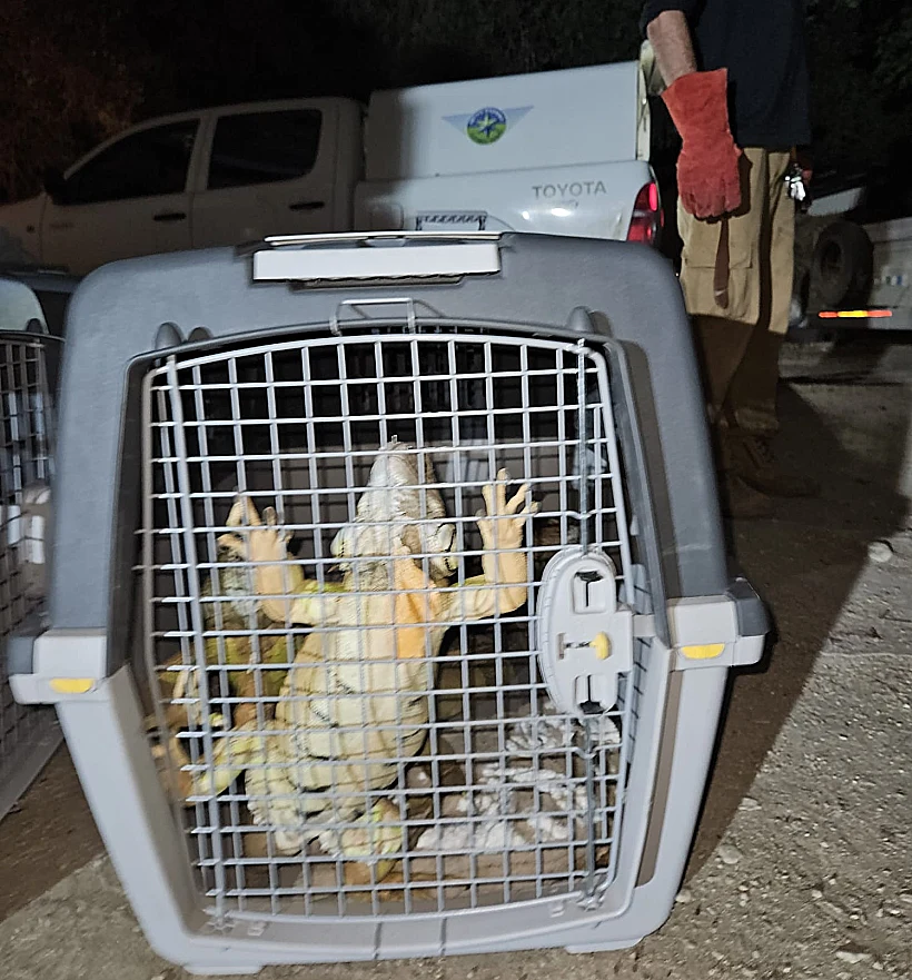 חילוץ בעלי חיים מקיבוץ בארי