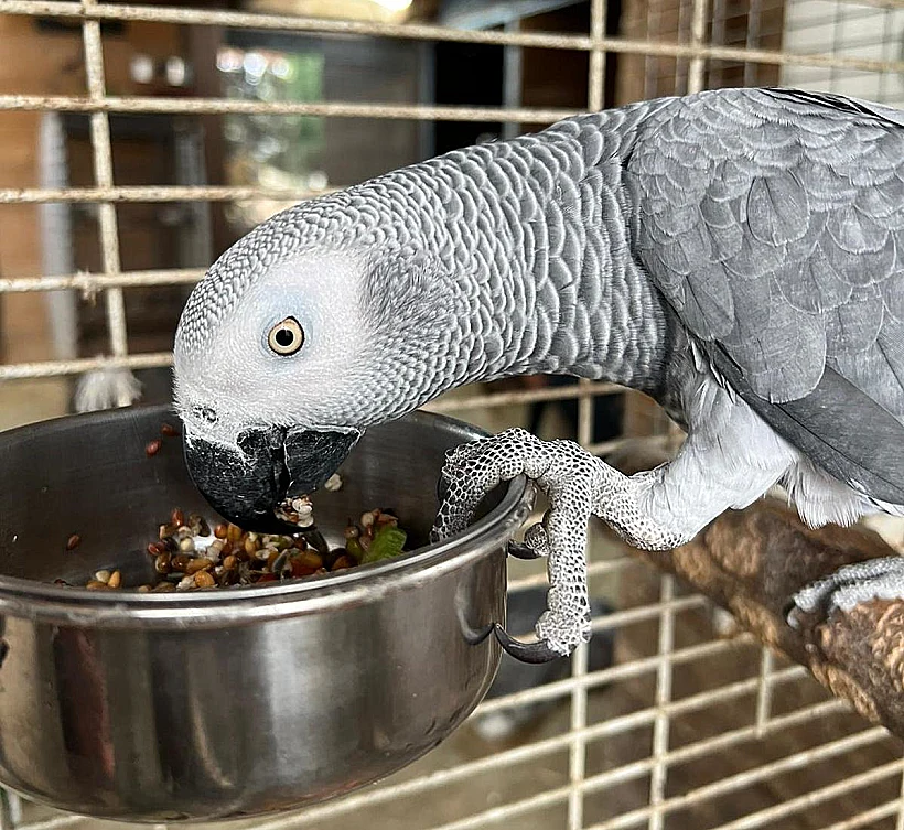 התוכי מומו בביתו החדש בכפר הארנבונים