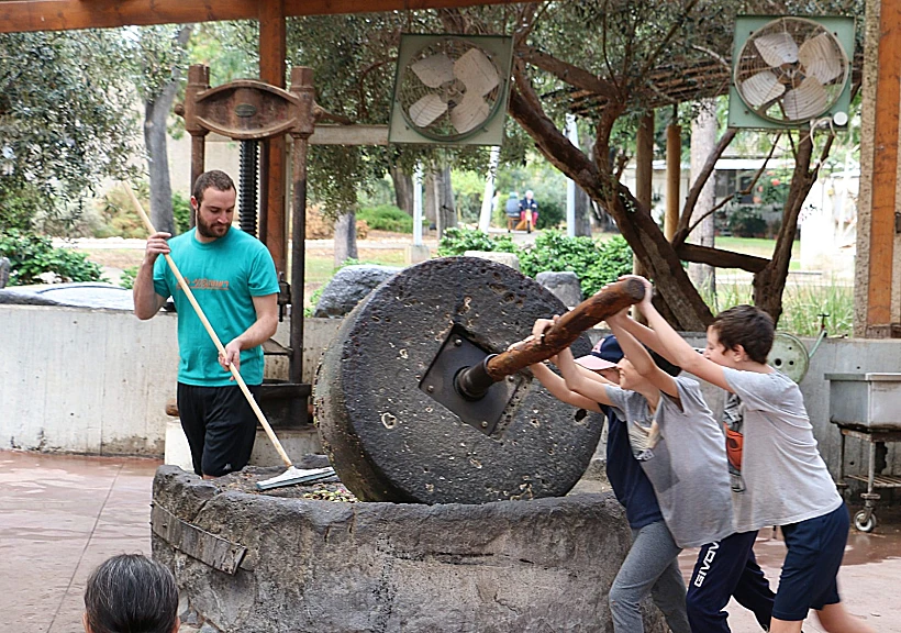 בעקבות שמן הזית