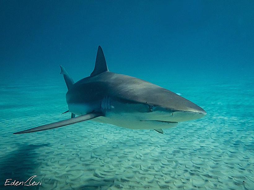בעקבות הסנפיר - סיור לאורך שפך וחוף נחל חדרה