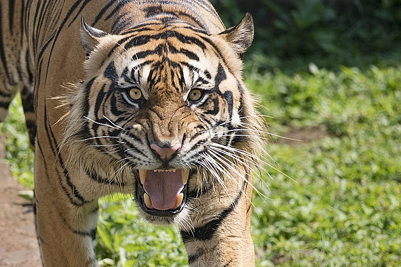 Growling,voice,of,sumatran,tiger